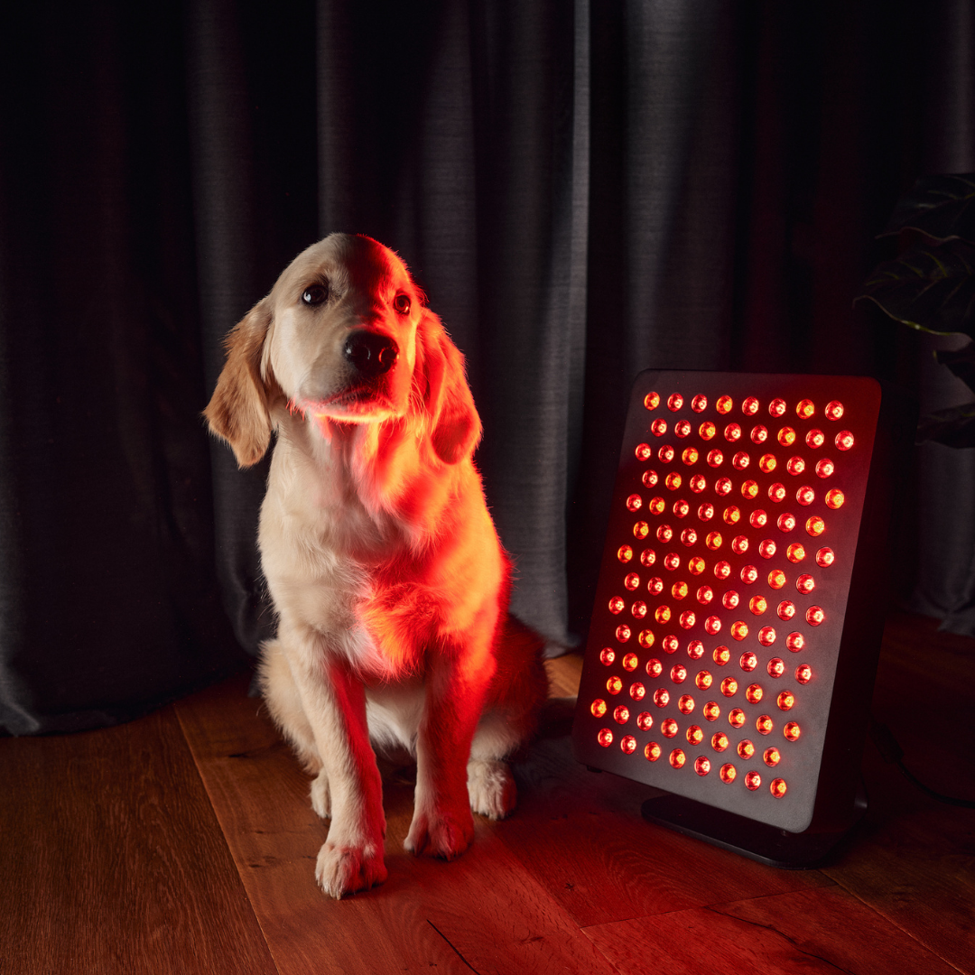 MITO LIGHT® Starter 5.0 sarkanās gaismas un tuvā infrasarkanā starojuma panelis